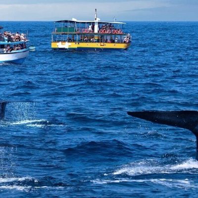 Mirissa-Sri-Lanka-whale-watching