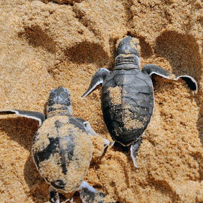 Baby turtles moving towards the ocean
