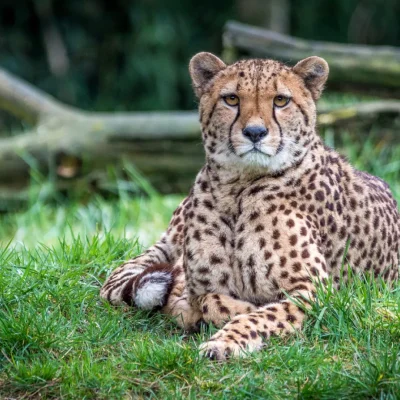 safaripark-cheeta-liggend