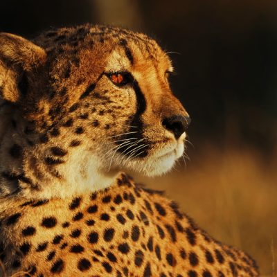 safaripark_beekse_bergen_cheeta_zon